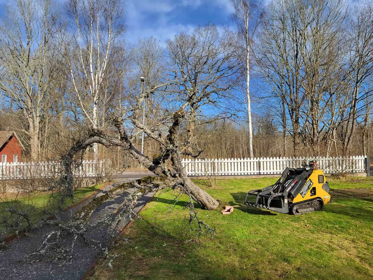 Stort gammalt träd nedtaget precis intill ett vitt spjälstaket och ett rött bostadshus, med minilastaren bredvid.