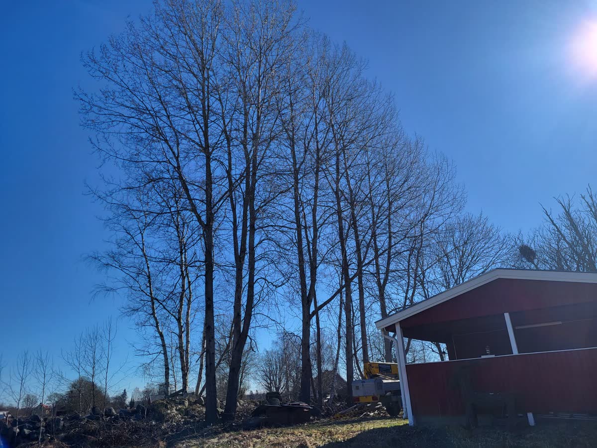 Höga kala träd mot djupblå himmel intill en röd länga, med marken uppröjd efter jobbet.