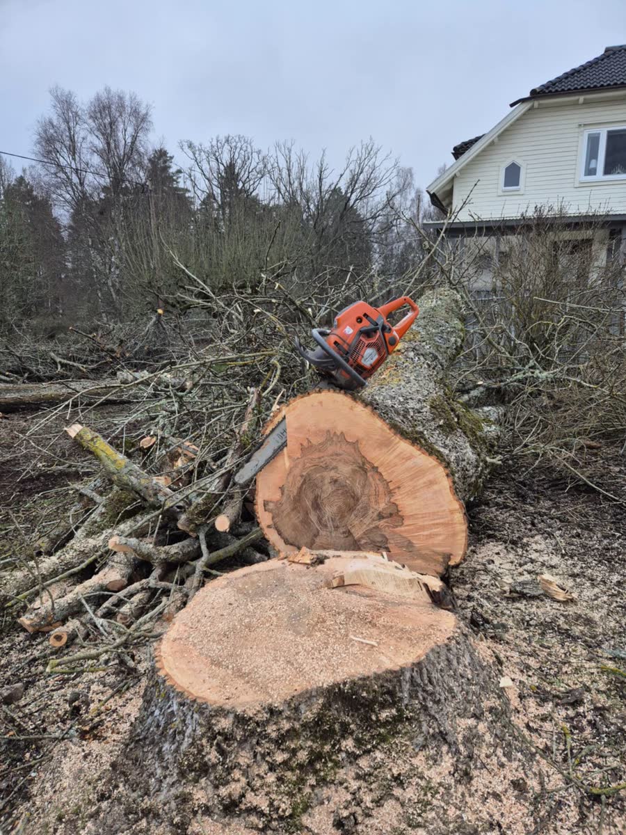 Kapad stubbe och stockar med motorsåg framför ett vitt bostadshus efter trädfällning.